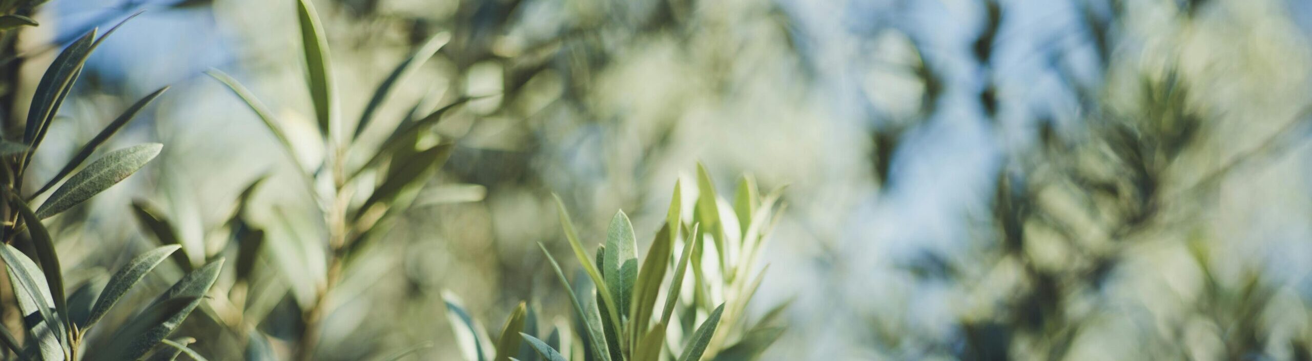 Macro shot of olive tree branches, highlighting lush green leaves and natural sunlight.